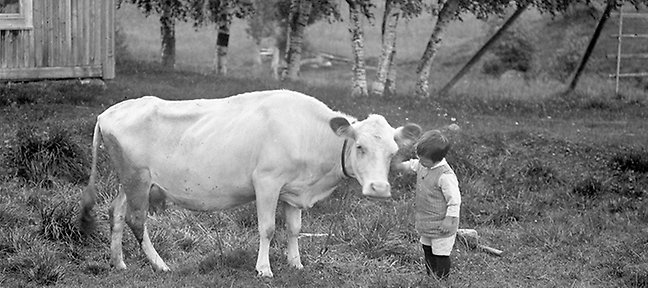 Ett barn klappar en kossa vid garveriet vid Kvarnån.